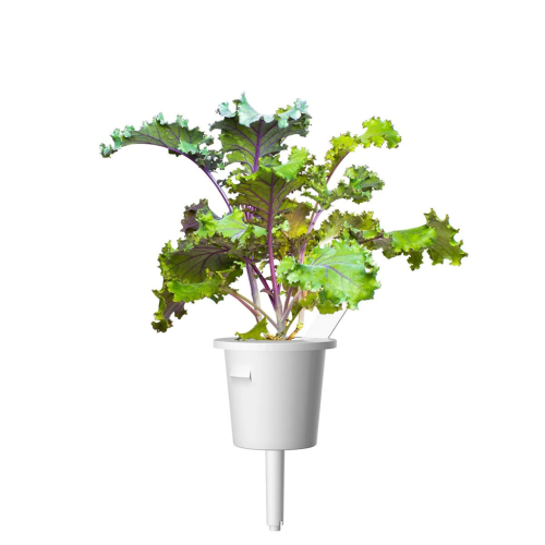 Smart Garden Refill Red Kale